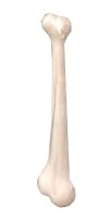 BONE in JUMBO SIZE